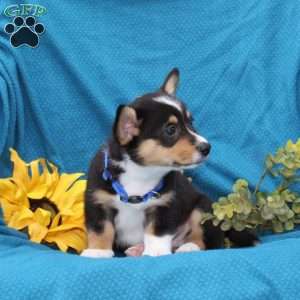 Pepper, Pembroke Welsh Corgi Puppy